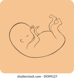 The embryo. Vector illustration.