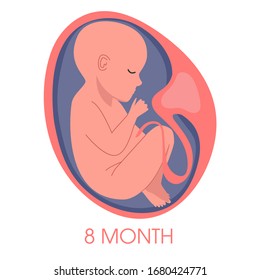 Embryo in womb eighth month. Fetal development and growth during pregnancy. Monthly stage. Baby awaiting. Isolated vector illustration
