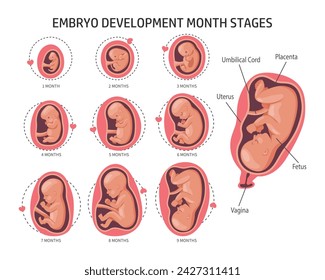 Embryo in the womb, set. Development and growth of the fetus at different stages of pregnancy, monthly period. Illustration, vector