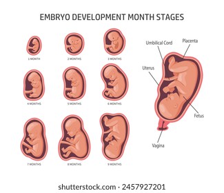 Embryo in the womb, set. Development and growth of the fetus at different stages of pregnancy, monthly period. Infographics, banner