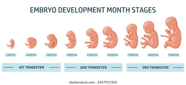 Embryo in the womb, set. Development and growth of the fetus at different stages of pregnancy, monthly period. Infographics, banner