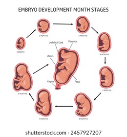 Embryo in the womb, set. Development and growth of the fetus at different stages of pregnancy, monthly period. Infographics, banner