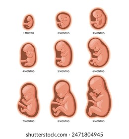 Embryo in the womb, set. Development and growth of the fetus at different stages of pregnancy, monthly period. Illustration