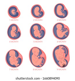 Embryo in womb set. Fetal development and growth during pregnancy. Monthly stage. Baby awaiting. Isolated vector illustration