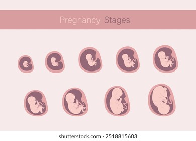 Embryo in womb, set of icons. Fetal development and growth during pregnancy. Monthly stage, medical infographic. Baby awaiting. flat vector illustration