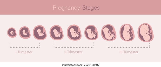 Embrião no útero, conjunto de ícones. Desenvolvimento fetal e crescimento durante a gestação. Estágio mensal, infográfico médico. Bebê esperando. Três quadrimestres. Banner horizontal. ilustração de vetor plana