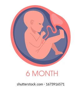 Embryo in womb sixth month. Fetal development and growth during pregnancy. Monthly stage. Baby awaiting. Isolated vector illustration