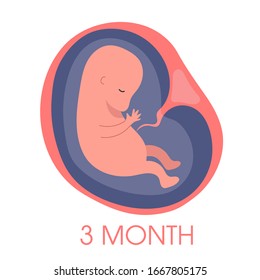 Embryo in womb third month. Fetal development and growth during pregnancy. Monthly stage. Baby awaiting. Isolated vector illustration