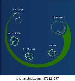 Embryogenesis (embryo genesis) in vitro (IVF), the egg (ovum), reproduction in humans illustration for an article, site or typography (magazine, brochure, flyer, poster), blue
