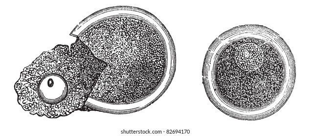 Embryology, vintage engraved illustration. Trousset encyclopedia (1886 - 1891). Trousset encyclopedia (1886 - 1891).