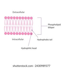 The embryonic brain increases in complexity as the neural tube undergoes enlargements known as vesicles during the Primary and Secondary Stages of Development