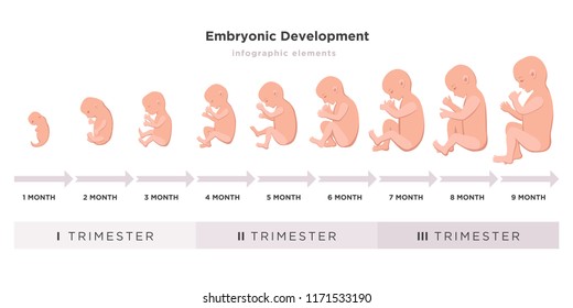 9 month baby cycle