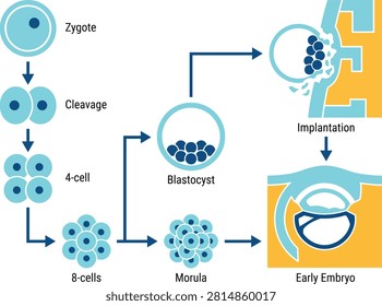Embryonic development stages diagram from zygote to blastocyst implantation with development blastocyst implantation cleavage embryology fertilization pregnancy reproduction gestation