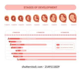 Embryonic development. Stages prenatal growth healthy fetus, fetal process pregnancy, health placenta medical infographic embryology trimester calendar, vector illustration of pregnant and pregnancy