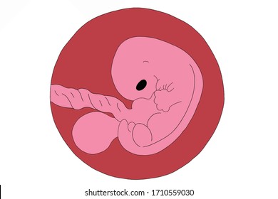 Embryonic image and human pregnancy