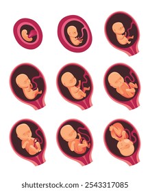 Embryonic month stage growth, fetal development vector flat infographic icons. Medical illustration of foetus cycle from 1 to 9 month to birth