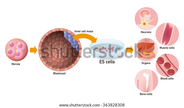 胚性幹細胞 Es細胞 と再生医学 ベクターイラスト のベクター画像素材 ロイヤリティフリー 363828308