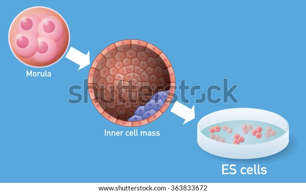 胚性幹細胞 Es細胞 と再生医学 ベクターイラスト のベクター画像素材 ロイヤリティフリー