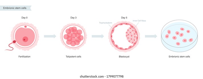 embryonic stem cells diagram