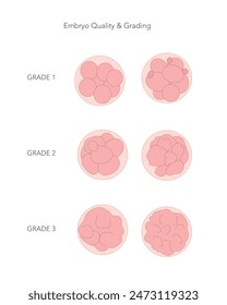 Calidad y grados de los embriones. In vitro se obtuvo el desarrollo temprano del embrión humano.