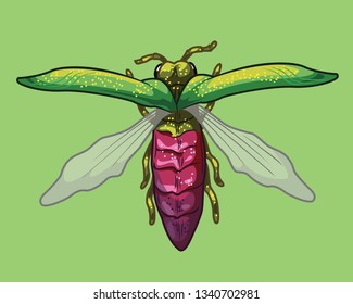 Emerald Ash Borer with wings outstretched
