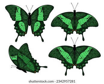 Emerald swallowtail butterflies set. Papilio palinurus. Vector illustration isolated on white background