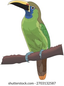 Emerald Toucanet Vector Illustration on Branch