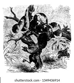 Emerald Tree Boa is a non venomous boa species found in the rainforests of South America, vintage line drawing or engraving illustration.