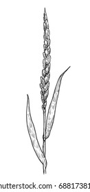 Emmer, wheat illustration, drawing, engraving, ink, line art, vector