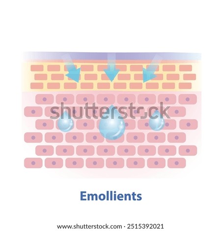 Emollients, type of moisturizer vector illustration isolated on white background. Cross section of skin barrier layer fill the gap between skin cells, replace missing lipids and reduce wrinkles.