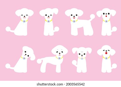 The emotional character of the Toy Poodle dog. Vector material