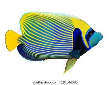 Emperor angelfish (Pomacanthus imperator) on white, vector illustration.