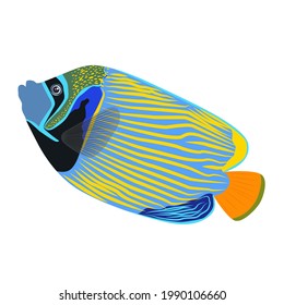 Emperor angelfish Pomacanthus imperator on white, sea animal wildlife character. Nature underwater, marine wild ocean zoo fish.
