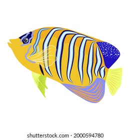 Emperor angelfish Pomacanthus imperator on white, sea animal wildlife character. Nature underwater, marine wild ocean zoo fish.
