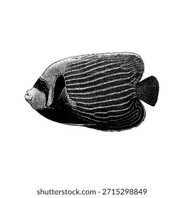 Emperador Angelfish, mostrando su icónico patrón de rayas y su elegante forma de cuerpo en un estilo clásico de grabado vintage, aislado sobre un fondo blanco limpio.