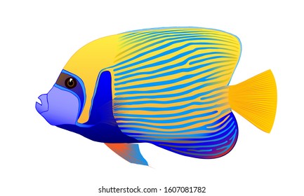 Emperor angelfish. Tropical fish. Vector illustration.