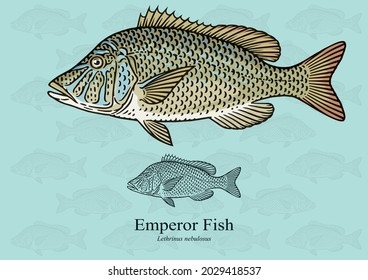 Emperor fish. Vector illustration with refined details and optimized stroke that allows the image to be used in small sizes (in packaging design, decoration, educational graphics, etc.)