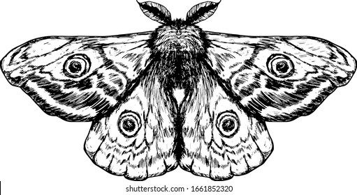 An Emperor Moth insect also known as Saturnia pavonia with spread wing. Hand drawn vector illustration.