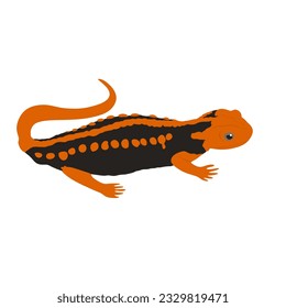 Emperor newt, Tylototriton shanjing. Mandarin newt high quality vector design transparent background