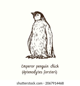 Emperor penguin (Aptenodytes forsteri) chick standing. Ink black and white doodle drawing in woodcut style.