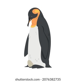Emperor Penguin as Aquatic Flightless Bird with Flippers for Swimming in Standing Pose Vector Illustration