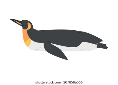 Emperor Penguin as Aquatic Flightless Bird with Flippers for Swimming in Lying Pose Vector Illustration