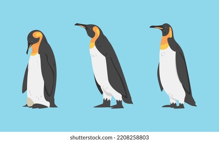 Emperor Penguin as Aquatic Flightless Bird with Flippers for Swimming Vector Set