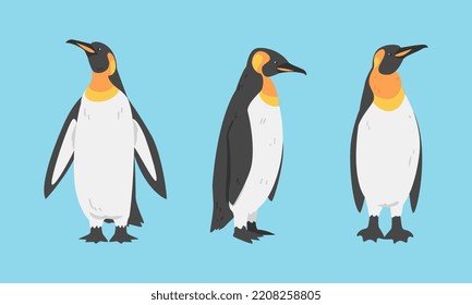 Emperor Penguin as Aquatic Flightless Bird with Flippers for Swimming Vector Set