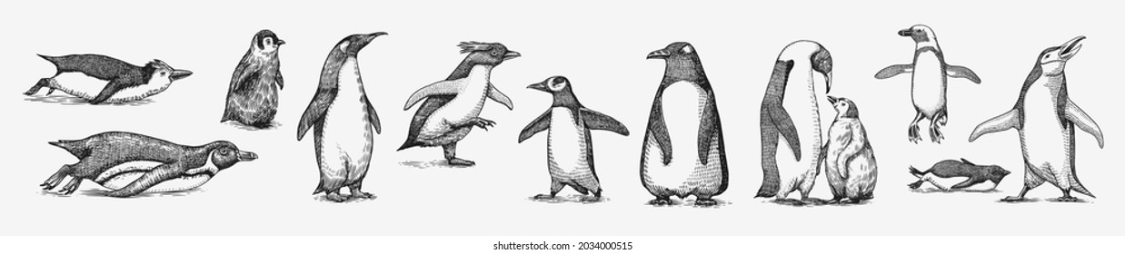 Emperor penguin colony. Adult with juveniles. Small family set. Vector graphics black and white drawing. Hand drawn sketch. Group of aquatic flightless birds. African and Gentoo and King chick