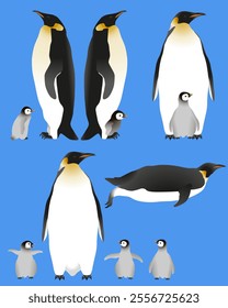 Emperor penguin with cub in colour image