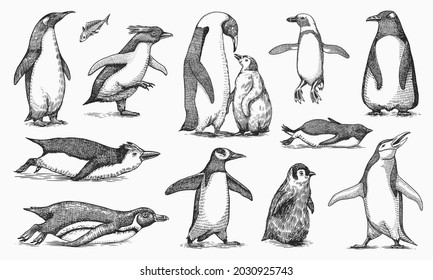 Emperor penguin and cute baby. Adult with juveniles. Small family set. Vector graphics black and white drawing. Hand drawn sketch. Group of aquatic flightless birds. African and Gentoo and King chick