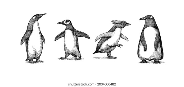 Emperor penguin and cute baby. Adult with juveniles. Small family set. Vector graphics black and white drawing. Hand drawn sketch. Group of aquatic flightless birds. African and Gentoo and King chick