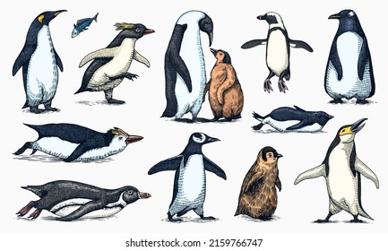 Emperor Penguin And Cute Baby. Adult With Juveniles. Small Family Set. Vector Graphics Black And White Drawing. Hand Drawn Sketch. Group Of Aquatic Flightless Birds. African And Gentoo And King Chick