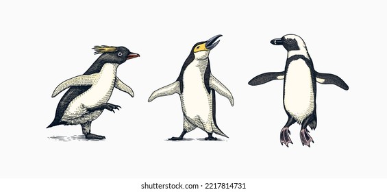 Emperor penguin and cute baby. Adult with juveniles. Small family set. Vector graphics black and white drawing. Hand drawn sketch. Group of aquatic flightless birds. African and Gentoo and King chick